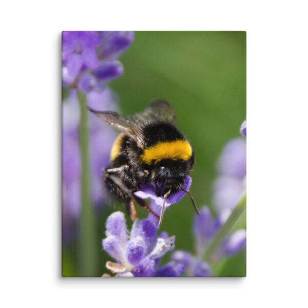 Canvas Print: Bee and Lavender Harmony - Image 30