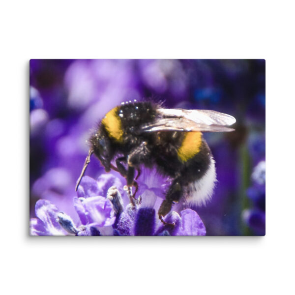 Bee and Lavender Serenity - Canvas Print - Image 30