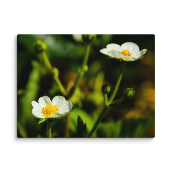 Canvas Print: Spring's Whisper - White Flowers