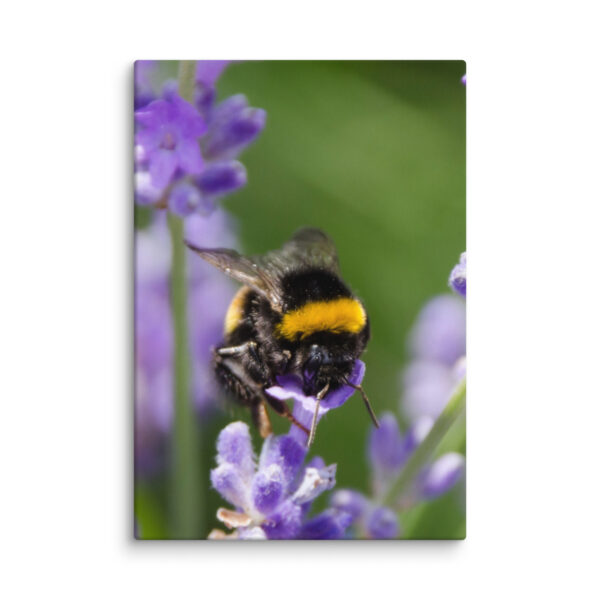 Canvas Print: Bee and Lavender Harmony - Image 9