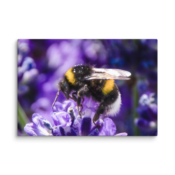 Bee and Lavender Serenity - Canvas Print - Image 9