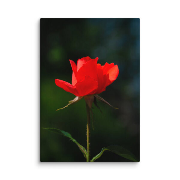 Passion in Bloom - Red Rose - Image 10