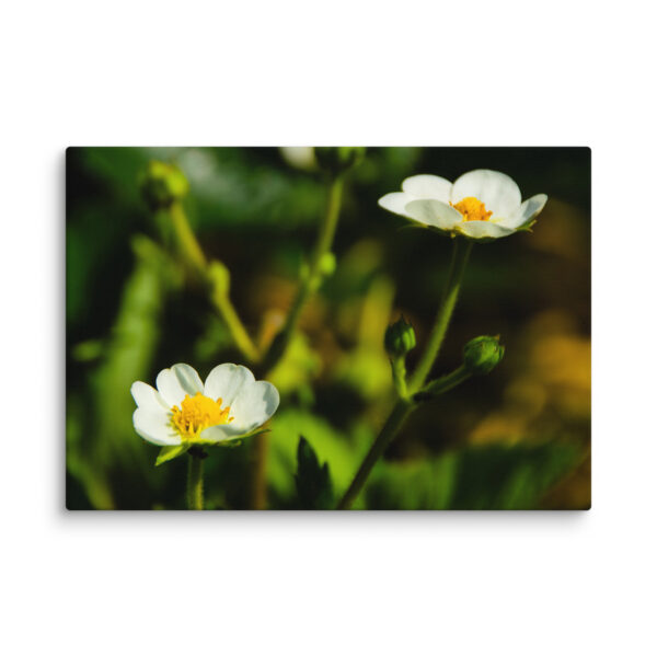 Canvas Print: Spring's Whisper - White Flowers - Image 5