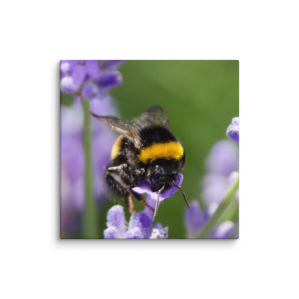 Canvas Print: Bee and Lavender Harmony - Image 10