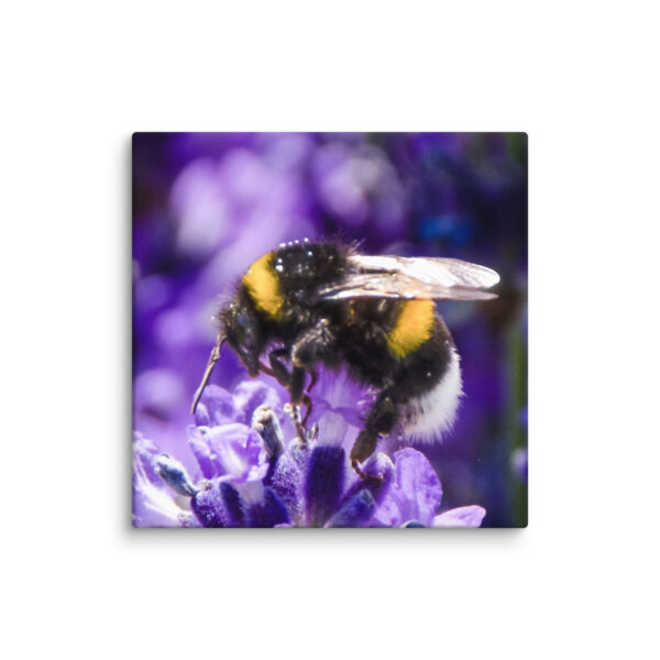 Bee and Lavender Serenity - Canvas Print - Image 10