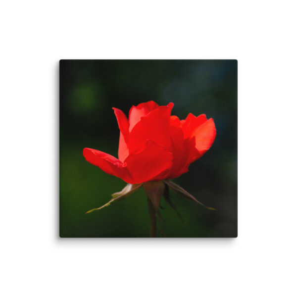 Passion in Bloom - Red Rose - Image 11