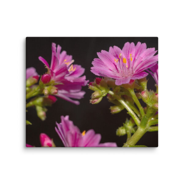 Pink Floral Delight - Canvas Print