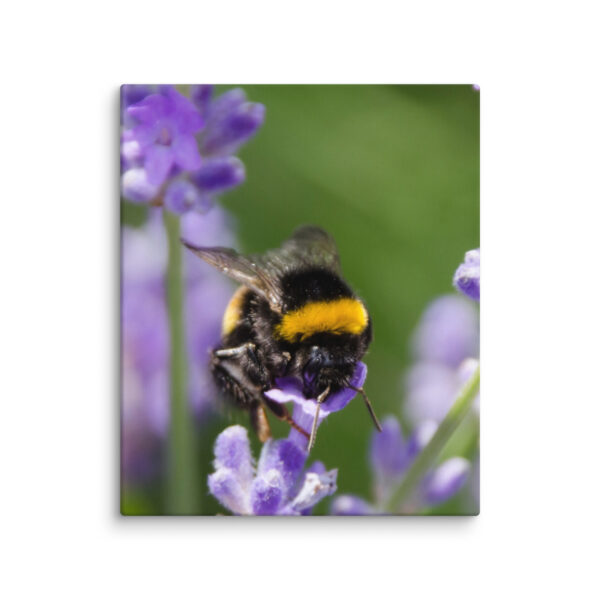 Canvas Print: Bee and Lavender Harmony - Image 11