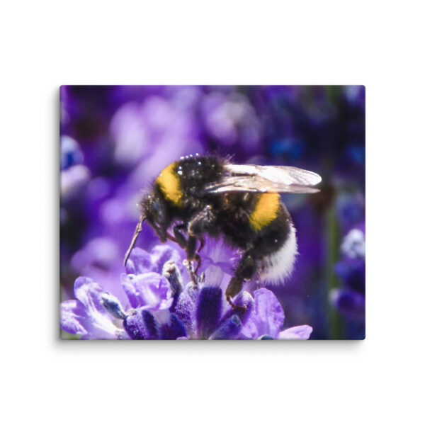 Bee and Lavender Serenity - Canvas Print - Image 11