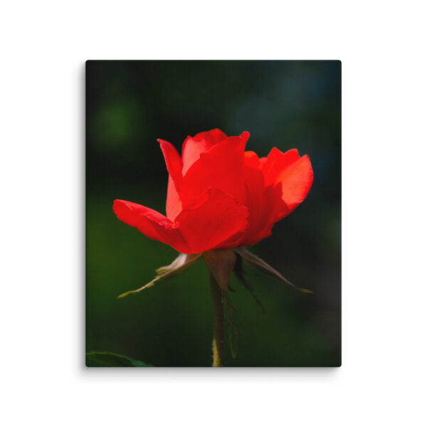 Passion in Bloom - Red Rose - Image 12