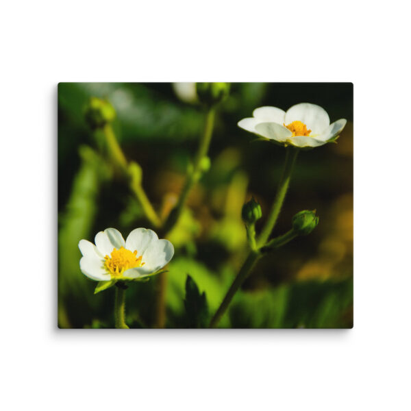 Canvas Print: Spring's Whisper - White Flowers - Image 6