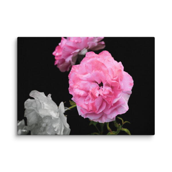 Contrast of Roses - A Limited Edition by Hari Maslic - Image 8