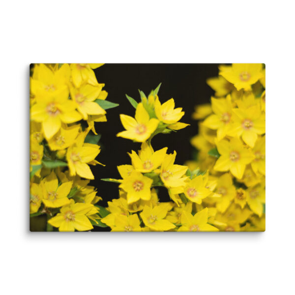 Yellow Floral Splendor - Canvas Print - Image 7