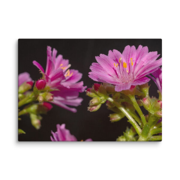 Pink Floral Delight - Canvas Print