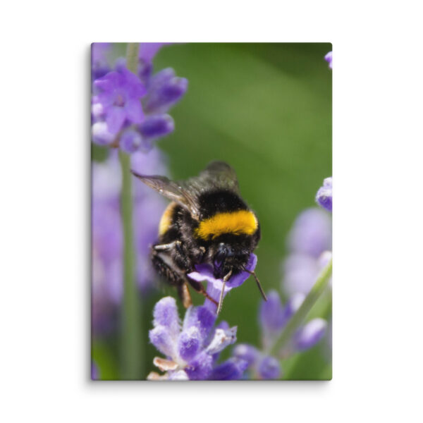 Canvas Print: Bee and Lavender Harmony - Image 12