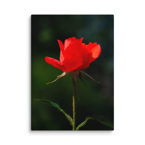 Passion in Bloom - Red Rose