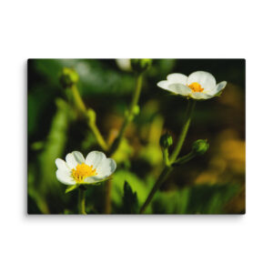 Canvas Print: Spring's Whisper - White Flowers