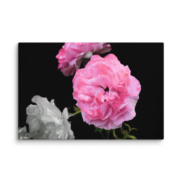 Contrast of Roses - A Limited Edition by Hari Maslic - Image 9