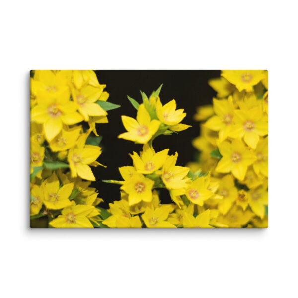 Yellow Floral Splendor - Canvas Print - Image 8