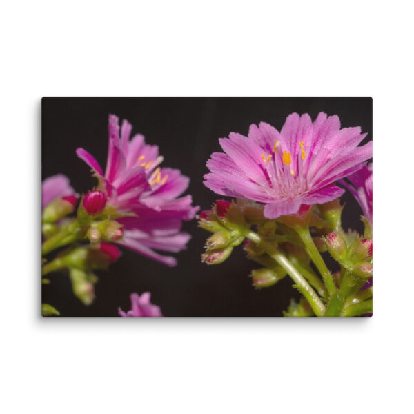 Pink Floral Delight - Canvas Print