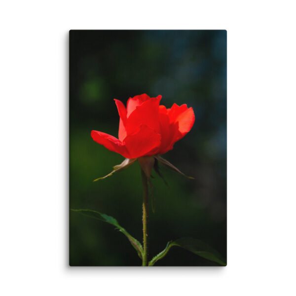 Passion in Bloom - Red Rose - Image 14