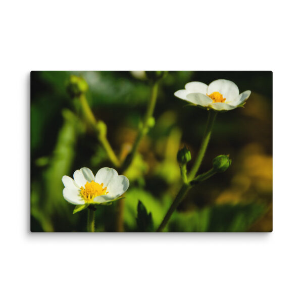 Canvas Print: Spring's Whisper - White Flowers - Image 8