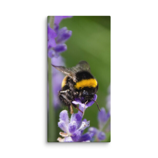 Canvas Print: Bee and Lavender Harmony - Image 14