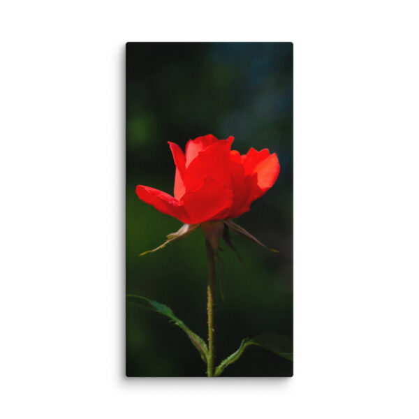 Passion in Bloom - Red Rose - Image 15