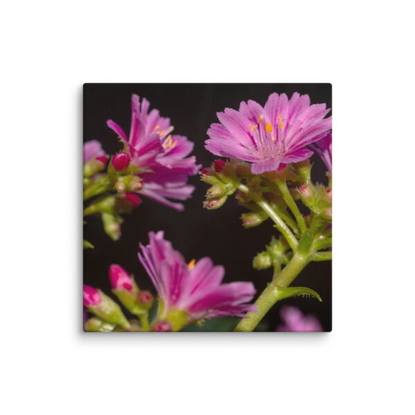 Pink Floral Delight - Canvas Print - Image 15