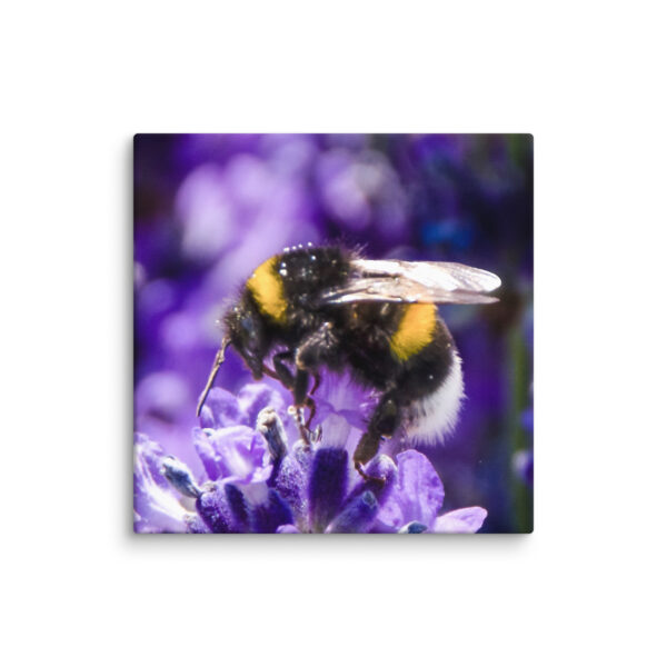 Bee and Lavender Serenity - Canvas Print - Image 15