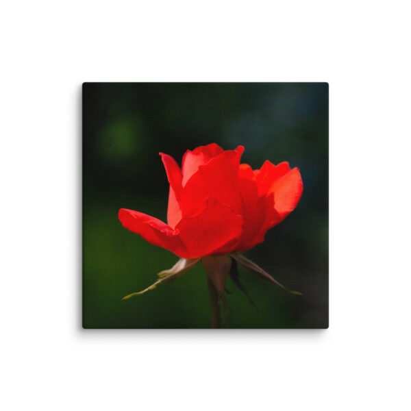 Passion in Bloom - Red Rose - Image 16