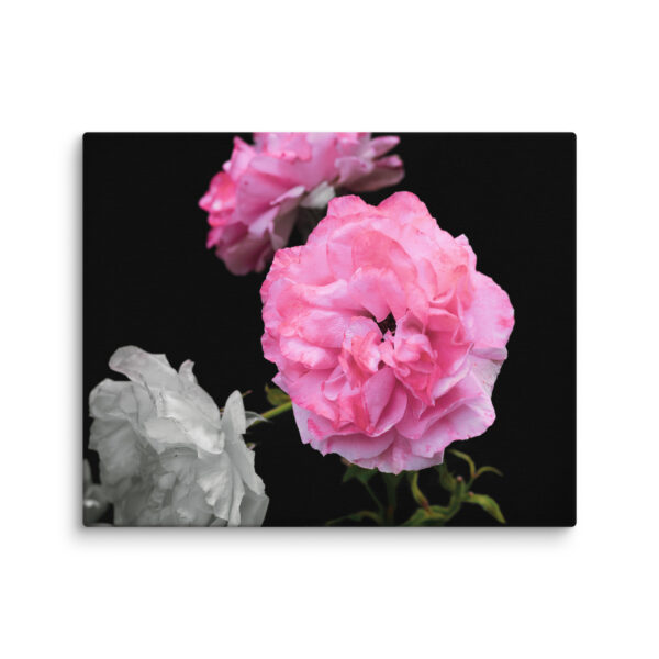 Contrast of Roses - A Limited Edition by Hari Maslic