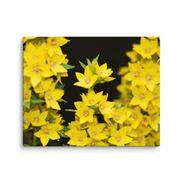 Yellow Floral Splendor - Canvas Print