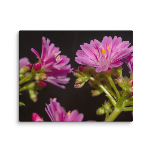 Pink Floral Delight - Canvas Print