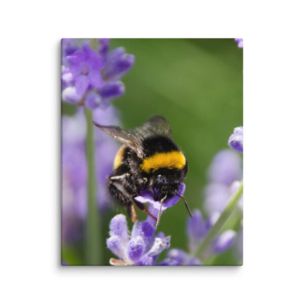 Canvas Print: Bee and Lavender Harmony - Image 16