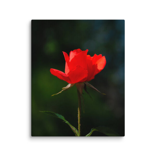 Passion in Bloom - Red Rose - Image 17