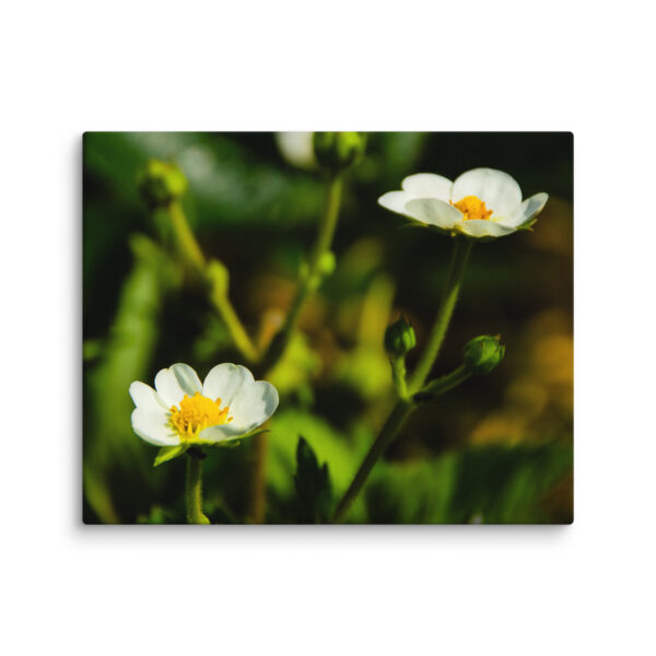 Canvas Print: Spring's Whisper - White Flowers - Image 9