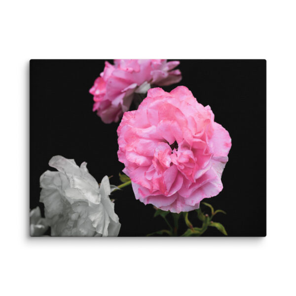 Contrast of Roses - A Limited Edition by Hari Maslic - Image 12