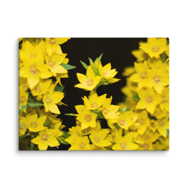 Yellow Floral Splendor - Canvas Print - Image 10