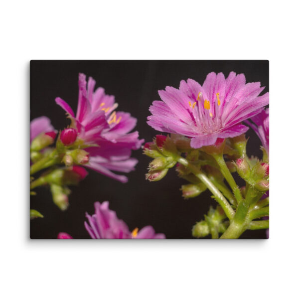 Pink Floral Delight - Canvas Print