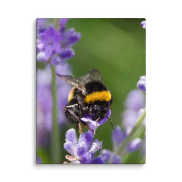 Canvas Print: Bee and Lavender Harmony - Image 17