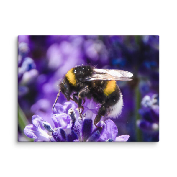 Bee and Lavender Serenity - Canvas Print - Image 17