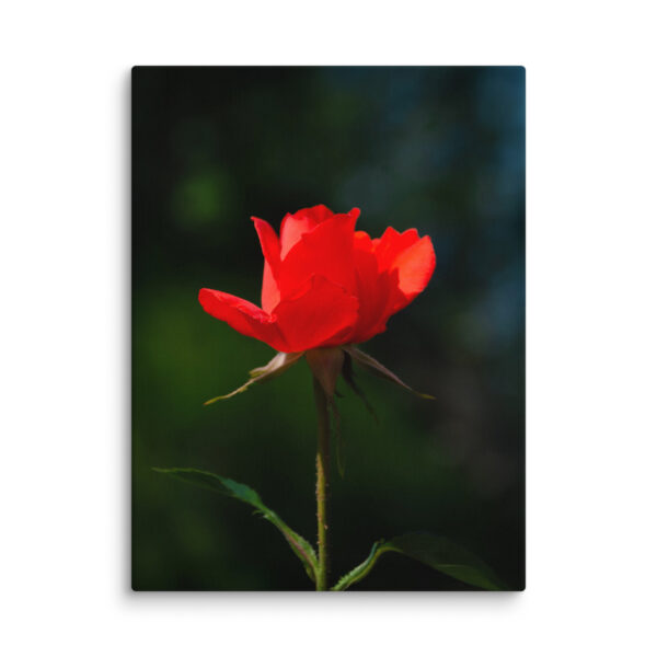 Passion in Bloom - Red Rose - Image 18