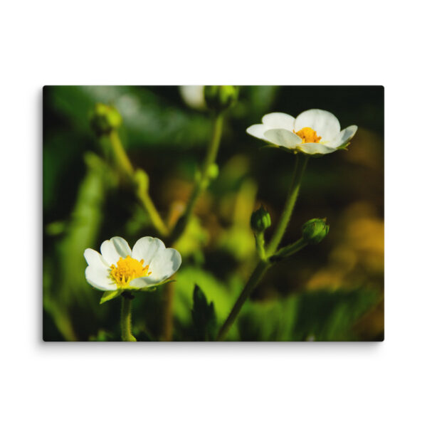 Canvas Print: Spring's Whisper - White Flowers - Image 10