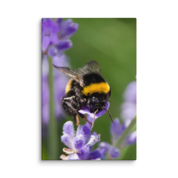 Canvas Print: Bee and Lavender Harmony