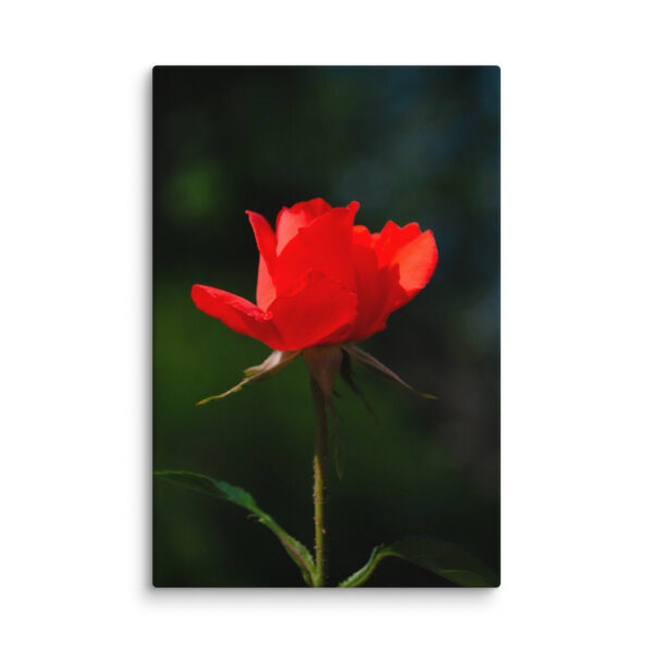 Passion in Bloom - Red Rose