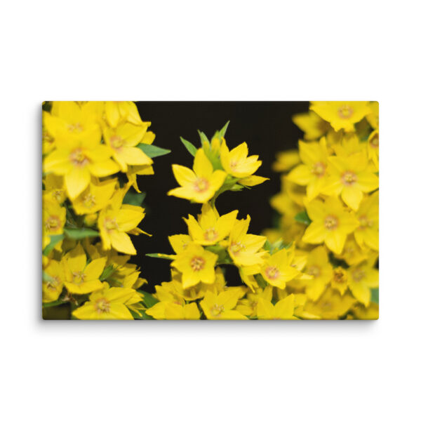 Yellow Floral Splendor - Canvas Print - Image 11