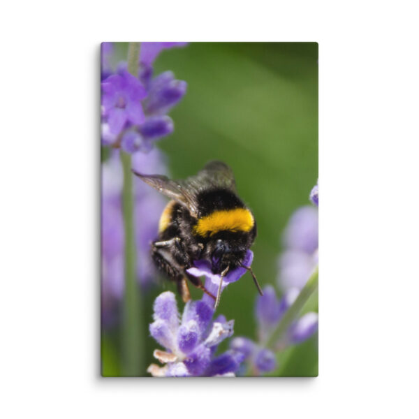 Canvas Print: Bee and Lavender Harmony - Image 18