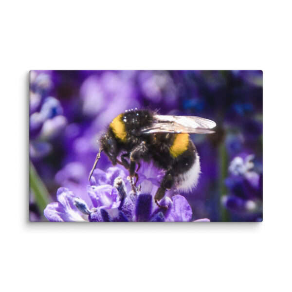 Bee and Lavender Serenity - Canvas Print - Image 18