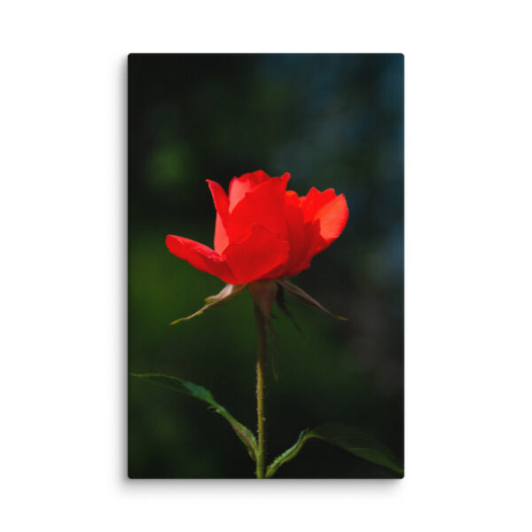 Passion in Bloom - Red Rose - Image 19